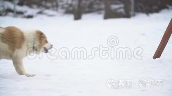 黄色的阿拉拜小狗视频