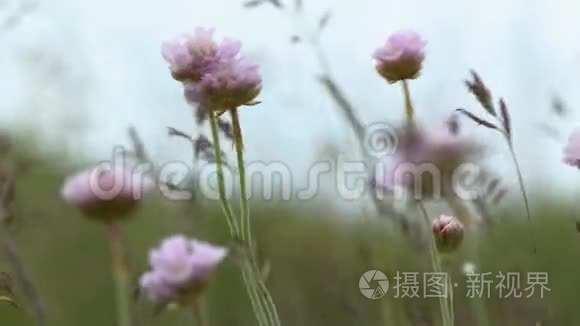 粉红色的马利筋野花在风中飞舞视频