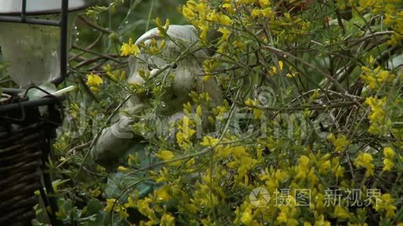 黄色花朵后面的花园侏儒视频
