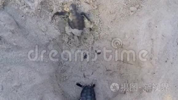 绿海龟在巢里孵化视频