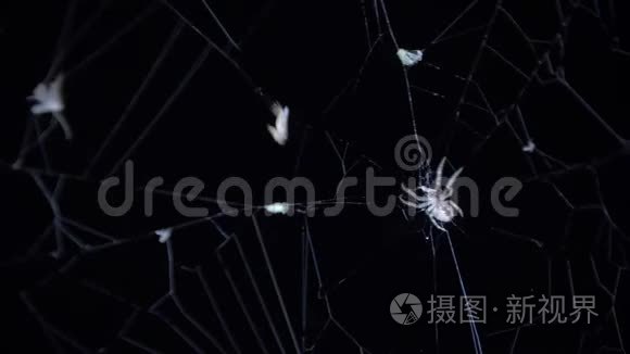 蜘蛛抓住了一只缠在茧里的苍蝇。 合上一只雌性蜘蛛捕捉猎物，用网包裹它