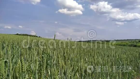 黄麦植株成熟种子在密地生长的细节。