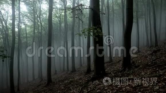 森林里的雾视频