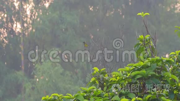 橄榄背太阳鸟栖息在树顶上视频