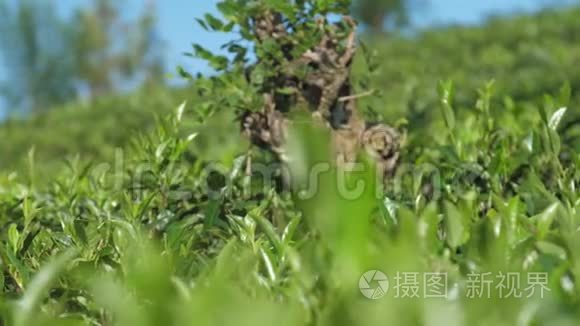 茶树叶片在人工林近景中的运动视频