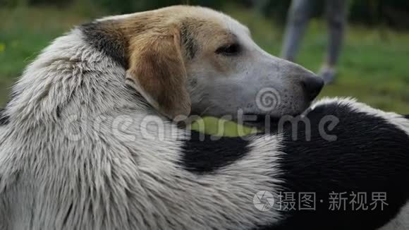 一只美丽的狗慢慢地舔着背视频