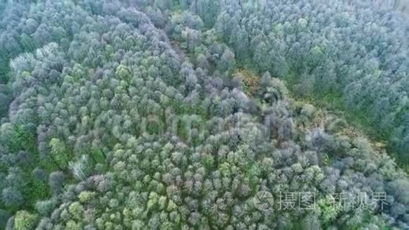 秋天的森林飞翔裸树冠景视频