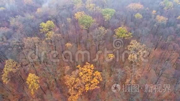 秋天的自然景色鸟瞰森林沼泽树视频