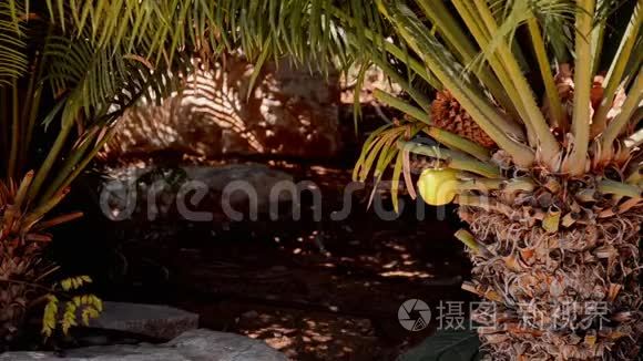 有人发现黄苹果挂在棕榈树上视频