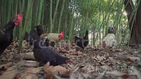 鸡在竹林里的枯叶中寻找食物