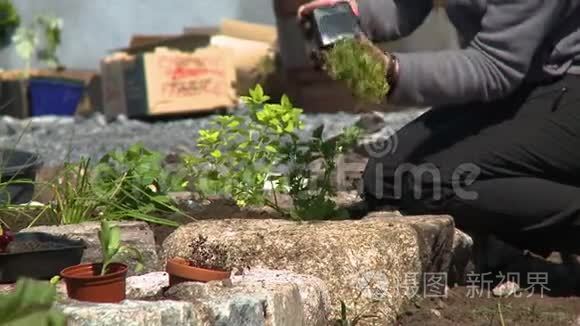 将植物放置在花园土壤中