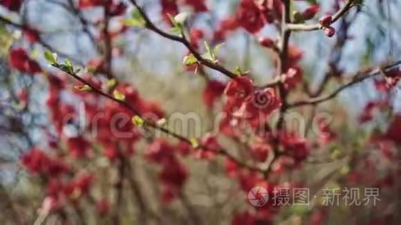 在一个特写镜头中，红色的花朵和新的叶子在蓝天上的树枝上