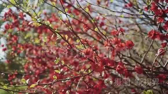 在特写镜头中，春天的叶子和树枝上的红花