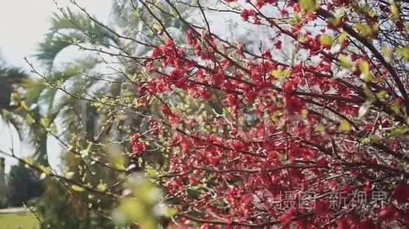 在一个阳光明媚的日子里，特写镜头中有一棵枝带着小红花的树枝