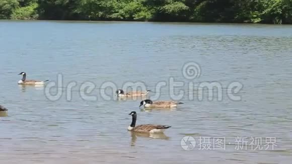 安静的河鸭和独木舟视频