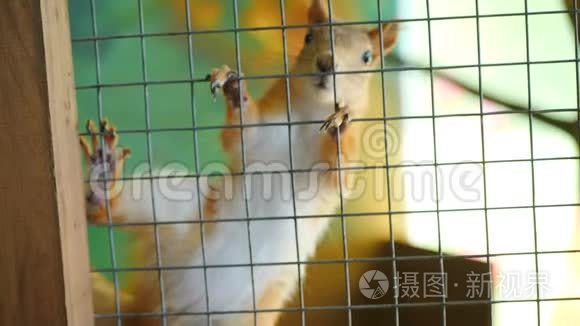 宠物动物园笼子里的松鼠视频