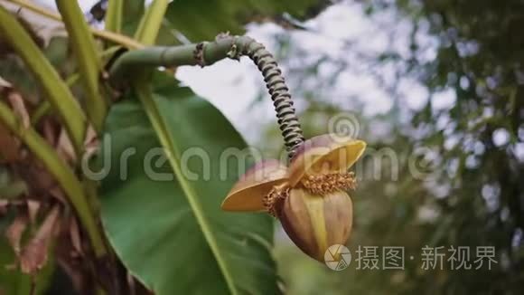 不寻常的黄色棕榈花垂在鳞茎上视频