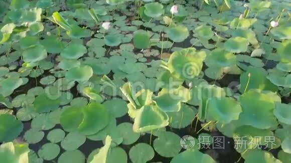 池塘的脚印和一朵生长的莲花视频