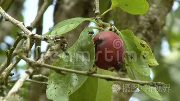 几只苍蝇在无花果树上爬行视频