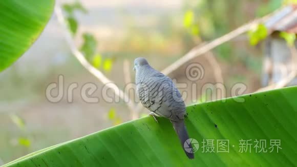 斑马在香蕉树上捕食羽毛视频