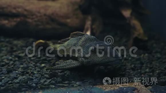 黑暗水族馆海底的显鱼伪装彩浮视频