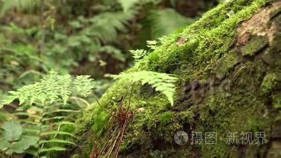 苔藓覆盖的倾斜树干和蕨类植物在一片未触及的森林里