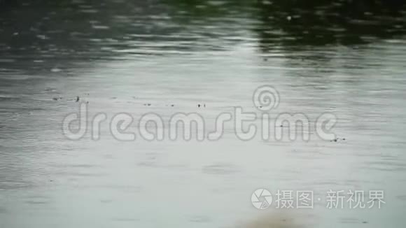 鸟儿在雨中飞过湖面视频