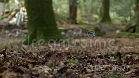 在森林中行走的鞋脚的侧视视频