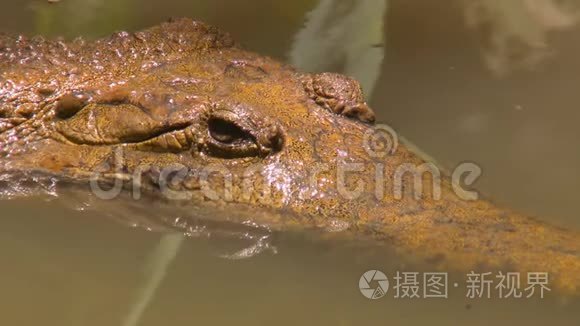 约翰斯顿`鳄鱼漂浮在水中