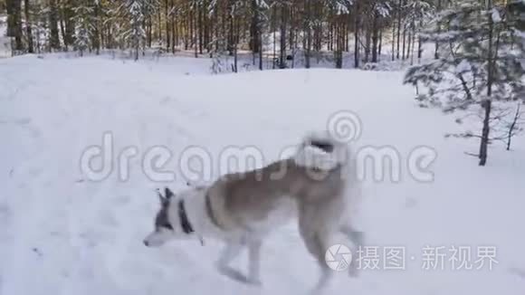 嬉戏的狗在雪林中奔跑，在冬天散步。 白色和灰色的狗在林地的雪道上嗅到气味