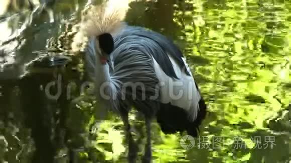 黑冠鹤在水中寻找鱼视频