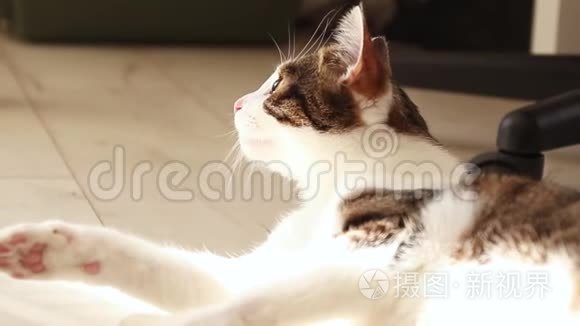 条纹成年猫躺在地板上。 太阳光线落在猫身上。 猫晒太阳