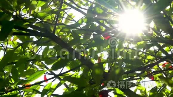 阳光明媚，阳光透过红绿的树叶和树枝闪烁