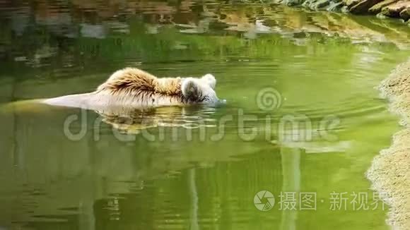 熊在湖水里视频