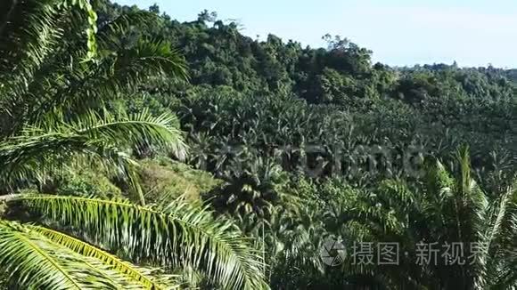 棕榈油种植园视频