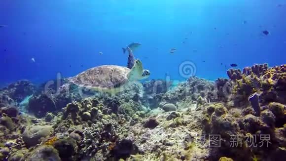 一只海龟漂浮在礁石底部。