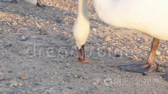 白天鹅吃面包站在人工湖的岸边视频