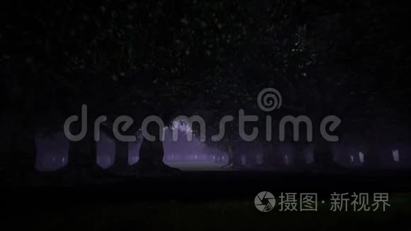 可怕的黑暗森林。 在树林里过夜。 雾状森林。 夏季。 童话森林。 夜空景色背景