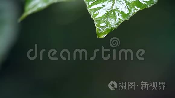 水滴在树叶上视频