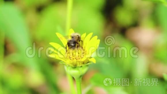 蜜蜂在黄花上采蜜视频