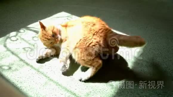 红猫躺在绿色的地毯上，突然害怕起来