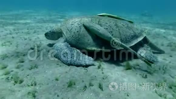 雄性大海龟在沙底吃海草，海龟上有两条粘鱼。 绿海龟，切洛尼亚