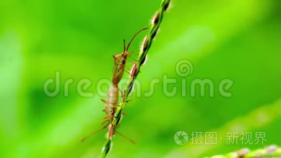 雨季红盾虫在绿草种子茎上视频