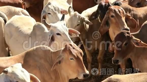 婆罗门牛肉牛出售场门