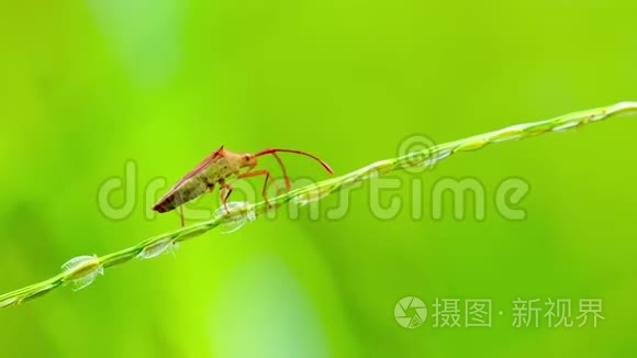 红盾虫走在绿草种子的茎上视频