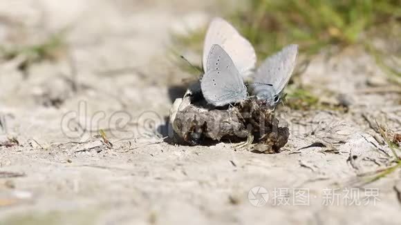 动物喂食视频素材