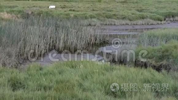 燕子在运河的草边飞来飞去视频