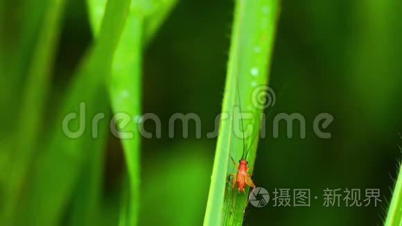 小红蟋蟀站在绿叶上视频