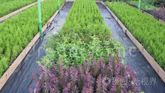 在农场盆栽中生长的观赏植物的美丽的小苗。 改善环境和空气生产