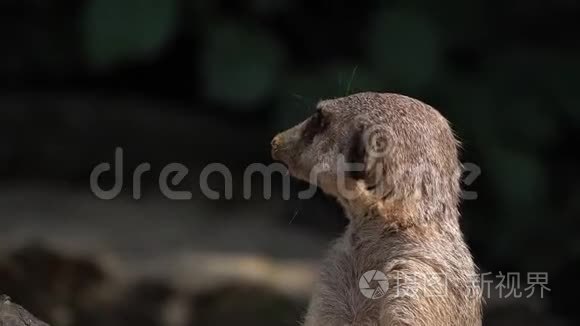 哺乳动物可爱猫鼬